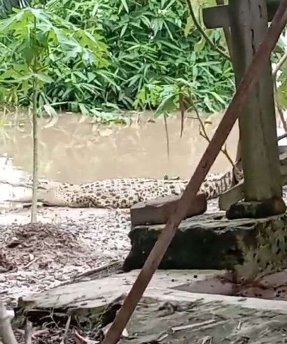 Buaya yang kerap muncul di pinggir Sungai Bengawan Solo di Desa Kebunagung, Kecamatan Padangan, Bojonegoro pada Senin 11 Maret 2024. (Foto: tangkapan layar)