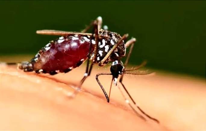 Nyamuk Aedes aegypti penyebar alphavirus penyebab penyakit chikungunya yang menyerang 58 warga Bondowoso dalam dua bulan terakhir. (Foto: Istimewa)