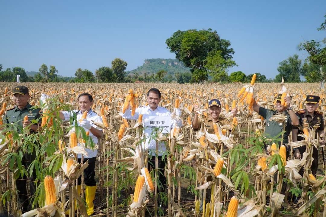Dirjen Tanaman Pangan Kementan RI, Ir. Suwandi melakukan panen raya jagung di Kabupaten Tuban (Foto: Dok Pemkab Tuban)