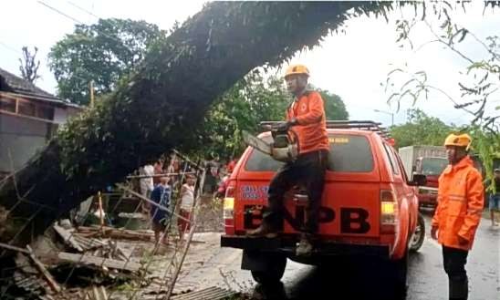 Anggota TRC BPBD Bondowoso memotong pohon besar tumbang menutup jalan raya Desa Sumbersari Kecamatan Maesan. (Foto: Dok. BPBD Bondowoso)