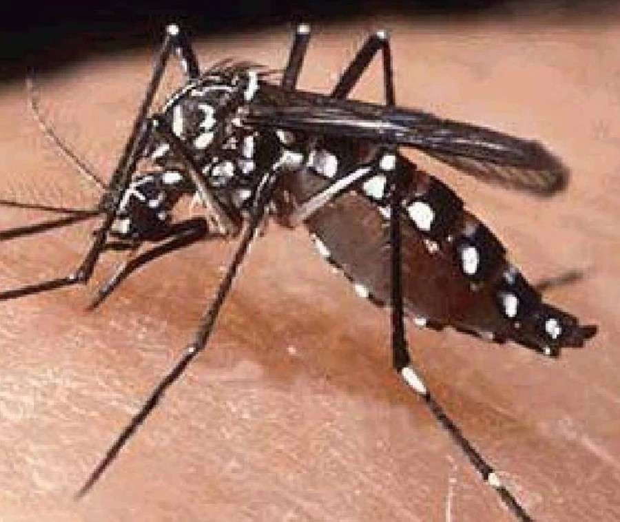 Nyamuk Aedes Aegypti penyebab Demam Berdarah Dengue (DBD). (Foto: Ilustrasi)