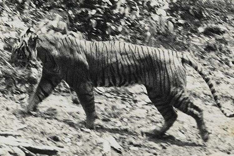 Keberadaan Harimau Jawa di Ujung Kulon pada 1938. IUCN menyatakan, Harimau Jawa sudah punah pada 1980.(Wikimedia Commons/Andries Hoogerwerf)