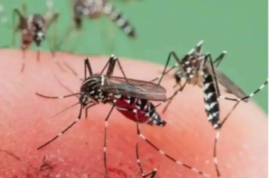 Nyamuk aedes aegpti membantu penyebaran virus dengue yang menyebabkan demam berdarah. (Foto: dok. ngopibareng.id)