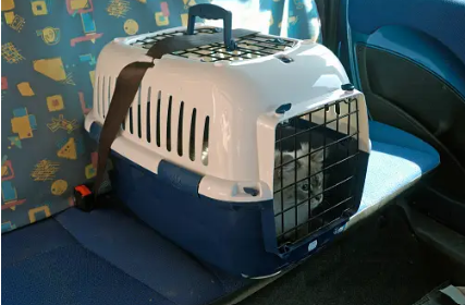 Kucing bepergian di dalam kandang traveling di dalam mobil. (Foto ilustrasi: unsplash)