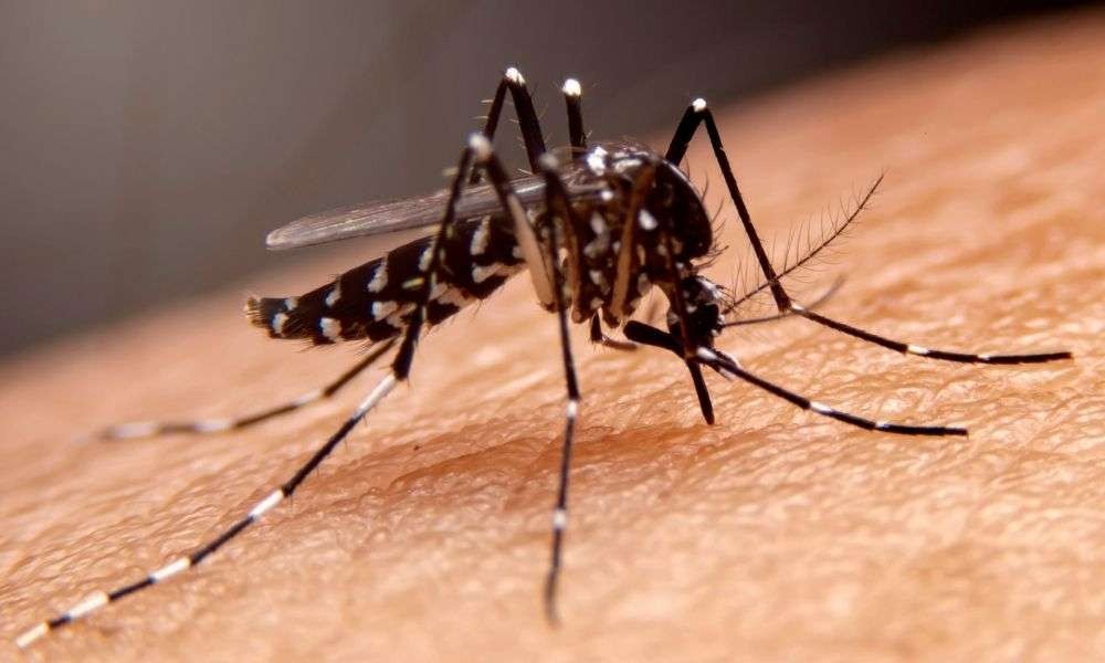 Ilustrasi nyamuk Aedes Aegypti penyebab penyakit demam berdarah dengue (DBD). (Foto: Herminahospital)