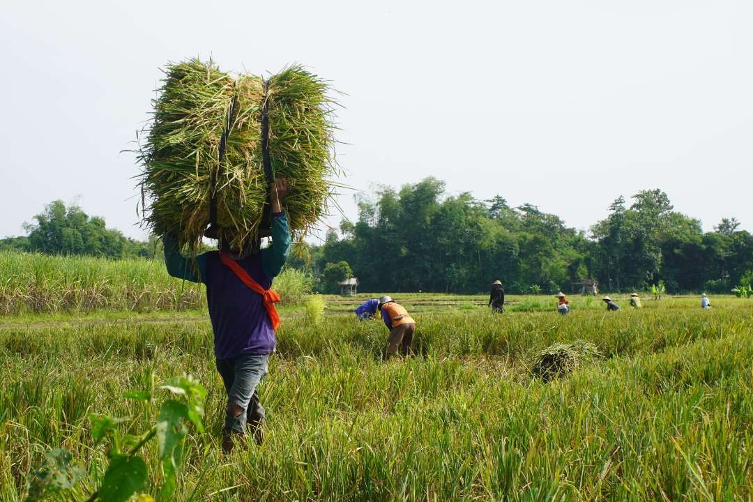 Program pertanian organik yang digagas Bupati Kediri Hanindhito Himawan Pramana sejak awal kepemimpinannya mampu tingkatkan produktivitas padi. (Foto: Istimewa)