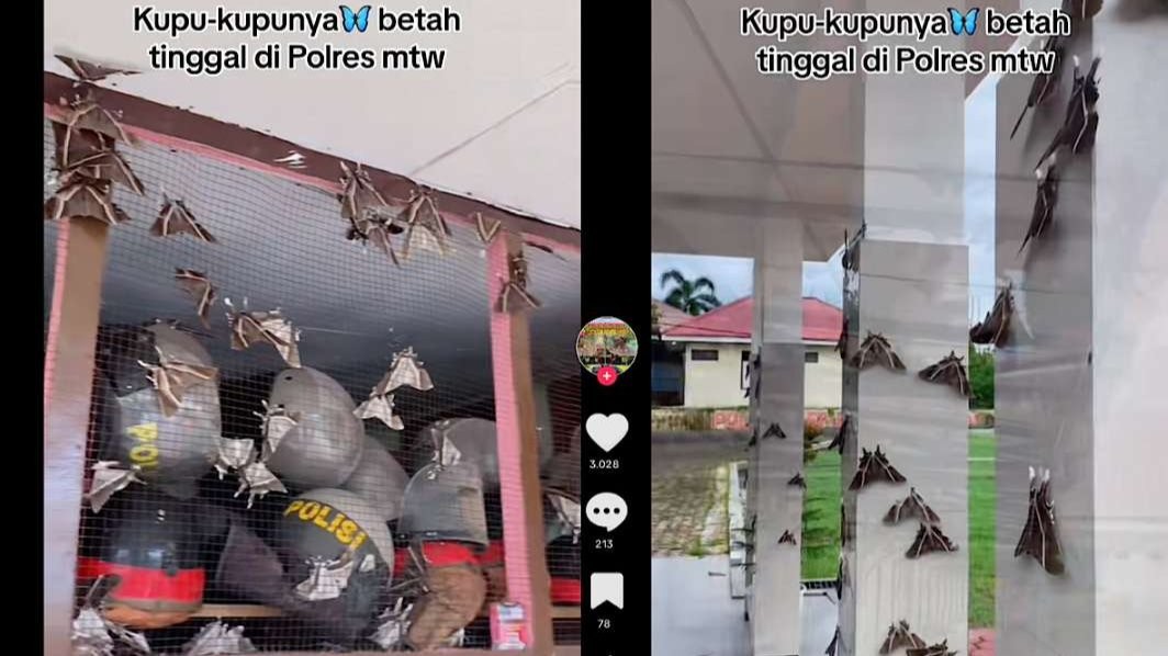 Ribuan Kupu-kupu serbu Polres Mentawai. (Foto: TikTok/Instagram)