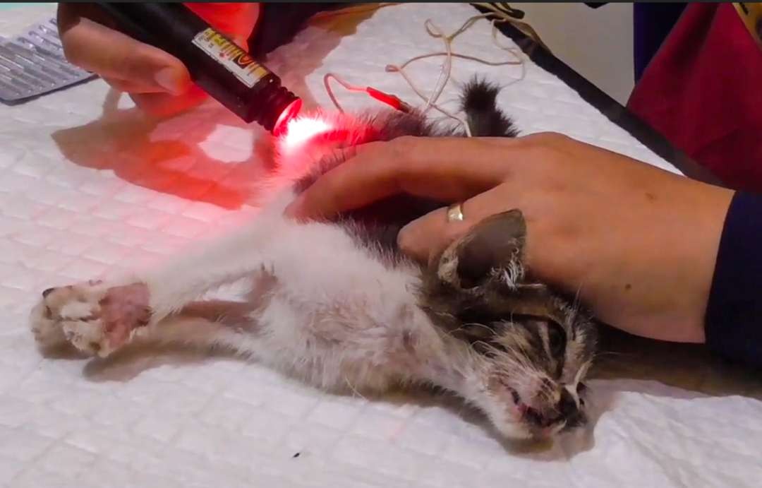 Terapi akupunktur hewan, metode baru merawat kucing kesayangan (foto :Aini/Ngopibareng.id)